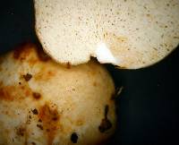 Russula sinuata image