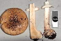 Amanita australis image