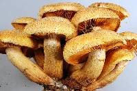 Gymnopilus dilepis image