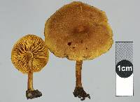 Tubaria aureosimilis image