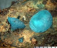 Chlorociboria argentinensis image