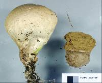 Calvatia candida image