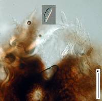 Rosenscheldiella styracis image