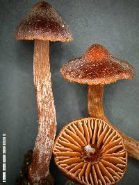 Cortinarius saturninus image