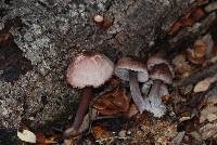 Mycena vinacea image