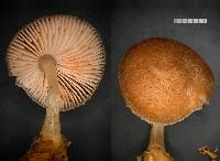 Pluteus paradoxus image