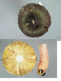 Russula atroviridis image