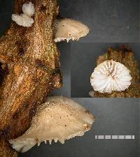 Hohenbuehelia cyphelliformis image