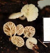 Mycena roseoflava image