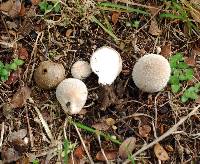 Lycoperdon glabrescens image