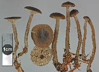 Clitocybe brunneoceracea image