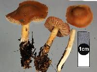 Marasmius oreades image