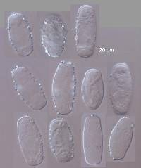 Golovinomyces orontii image