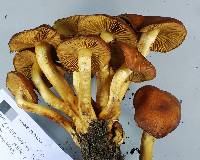 Cortinarius rubrocastaneus image