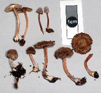 Inocybe albovestita image