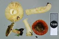 Russula laccata image