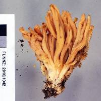 Ramaria piedmontiana image