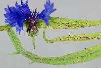 Puccinia cyani image