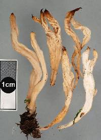 Clavulina subrugosa image