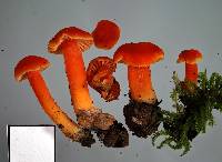 Hygrocybe procera image