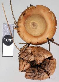 Geastrum velutinum image