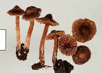 Cortinarius saturninus image