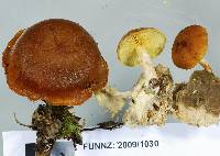 Gymnopilus crociphyllus image
