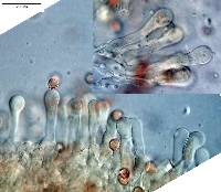 Crepidotus fuscus image