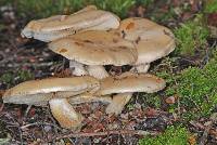 Cortinarius alboaggregatus image