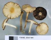 Psathyrella ammophila image