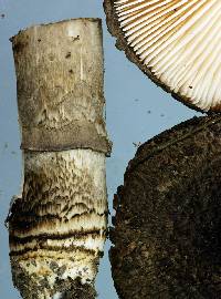 Amanita inopinata image