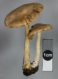 Inocybe sindonia image