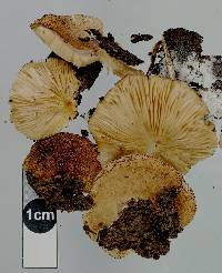 Crepidotus fuscovelutinus image