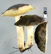 Suillus subacerbus image