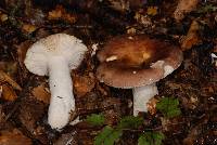 Russula umerensis image