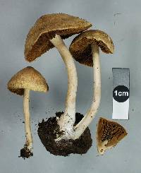 Inocybe sindonia image