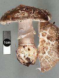 Amanita excelsa image