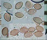 Deconica subviscida image