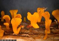 Calocera guepinioides image