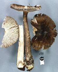 Amanita drummondii image