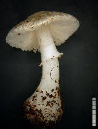 Leucoagaricus serenus image