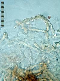 Leucocoprinus straminellus image