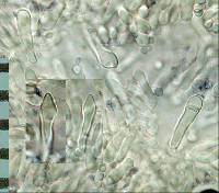Cystoderma clastotrichum image