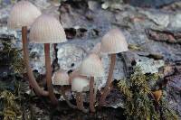 Mycena parsonsii image