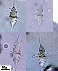 Corollospora maritima image