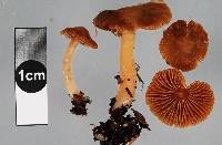 Cortinarius amblyonis image