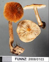 Cystoderma clastotrichum image