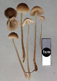 Mycena capillaripes image