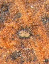 Image of Wiesneriomyces laurinus