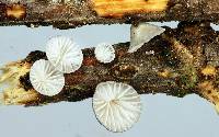 Hohenbuehelia cyphelliformis image